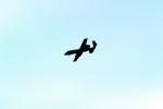 A-10 Thunderbolt Warthog, Abbotsford Airport, MYFV02P08_17