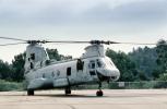 Boeing CH-46 Sea Knight, Operation Kernel Blitz, urban warfare training, MYMV03P03_01