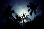 Night, Moon, Palm Trees, Hills, NADV01P01_10