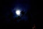 Night, Moon, Palm Trees, Hills, NADV01P01_12