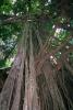 Banyan Tree, Roots, NADV01P04_11