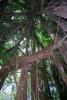 Banyan Tree, Roots, NADV01P04_13