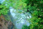 Trees, Forest, Nikko, Waterfall, Nikko