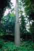 Tree, Forest, Nikko