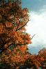 Maple Trees, Nikko, autumn