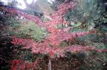 Japanese Maple tree, Trees, Forest, Woodlands, Autumn, Fall Colors, NAJV01P09_16