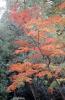 Autumn, Fall Colors, Trees, Forest, Woodlands