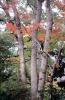 Autumn, Fall Colors, Trees, Forest, Woodlands