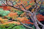 fall colors, trees, autumn, Paintography, NAJV01P10_12B
