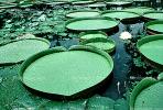 Giant Lily Pads, toadstools, broad leaved plant, Victoria water-lilies, Angiosperms, Nymphaeales, Nymphaeales, NBBV01P01_02