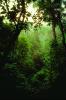 Rain Forest, NBBV01P04_03.1271