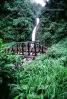 Rain Forest, Waterfall, NBCV01P01_17