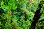 Rain Forest, Jungle, verdant, NBCV01P02_01.1271