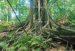 Rain Forest, Jungle, tree root, NBCV01P02_08
