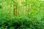 Rain Forest, Jungle, tree root, NBCV01P02_18.1271