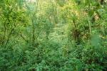 Rain Forest, Jungle, tree root, NBCV01P02_19.1271