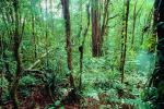 Rain Forest, Jungle, trees, NBCV01P03_01.1271