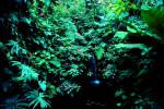 rainforest, NBCV01P03_12.1271
