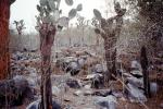 Cactus Forest, rocks