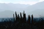 Mountain Range, Sierra de la Laguna, Baja California Sur, NBMV01P02_12.1272