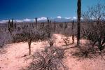 desert, shrub, cactus, Dierra de la Laguna, Baja California Sur, Dirt, soil, NBMV01P03_09.1272