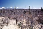 desert, shrub, cactus, Dierra de la Laguna, Baja California Sur, Dirt, soil, NBMV01P03_10