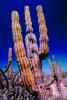 desert, shrub, cactus, Dierra de la Laguna, Baja California Sur, NBMV01P03_12.1272