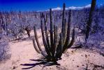 desert, shrub, cactus, Dierra de la Laguna, Baja California Sur, Dirt, soil, NBMV01P03_13