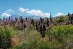 desert, shrub, cactus, Dierra de la Laguna, Baja California Sur, NBMV01P03_15.1272