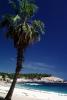 palm tree, beach, sand, bay, shoreline, coastal