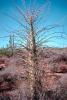 Cirios Tree, Bahia de Los Angeles, Baja California Norte, NBMV01P11_15.1272