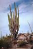 Cardon Cactus, Calvina, Baja California Norte, NBMV01P11_17.1272