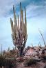 Cardon Cactus, Calvina, Baja California Norte, NBMV01P11_17