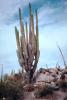 Cardon Cactus, Calvina, Baja California Norte, NBMV01P11_17B.1272