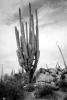 Cardon Cactus, Calvina, Baja California Norte, NBMV01P11_17BBW.1272