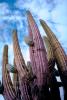 Cardon Cactus, Calvina, Baja California Norte