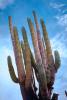 Cardon Cactus, Calvina, Baja California Norte, NBMV01P11_19.1272