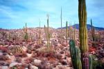 Cardon Cactus, Calvina, Baja California Norte, NBMV01P12_01.1272