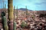 Cardon Cactus, Calvina, Baja California Norte, NBMV01P12_02.1272
