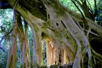 (Ficus insipida), a kind of giant wild fig tree, Roots, Tepoztlan, Moraceae, NBMV01P12_05
