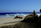 Rocks, Beach, Sand, waves, Pacific Ocean, NBMV01P14_17