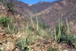 desert, mountains, hills, Batopilas, Chihuahua, NBMV01P15_15