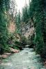 forest, turbulent, whitewater, river