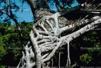 Banyan Tree, Roots