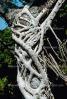 Banyan Tree, Roots, NDCV01P03_18.1274