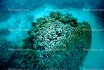 Tropical Island, Coral Reef, NDCV01P04_18.1274