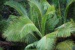 Palm Tree Fronds, texture, background, NDCV01P06_02.1274