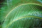 Palm Tree Fronds, texture, background, NDCV01P06_04