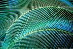 Palm Tree Fronds, texture, background, NDCV01P06_05
