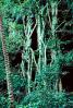 Rain Forest Trees, NDCV01P06_15.1274
